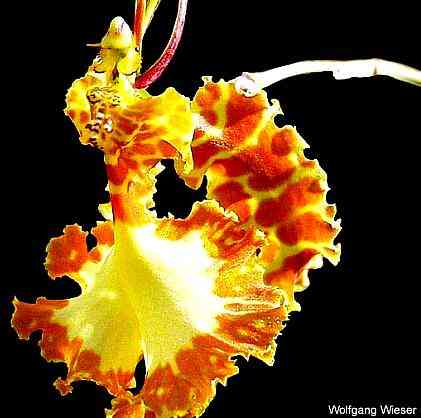 Psychopsis Kalihi